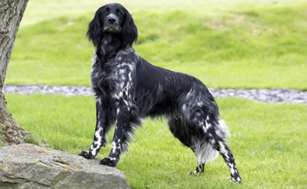 Large Munsterlander